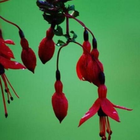 Fuchsia House Vila Knights Town Exterior foto