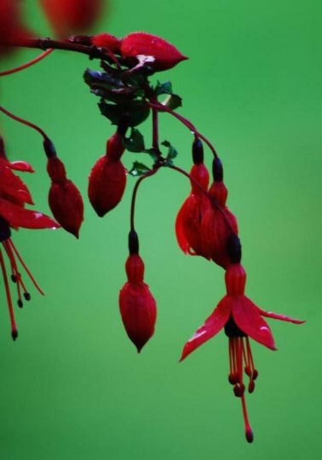 Fuchsia House Vila Knights Town Exterior foto